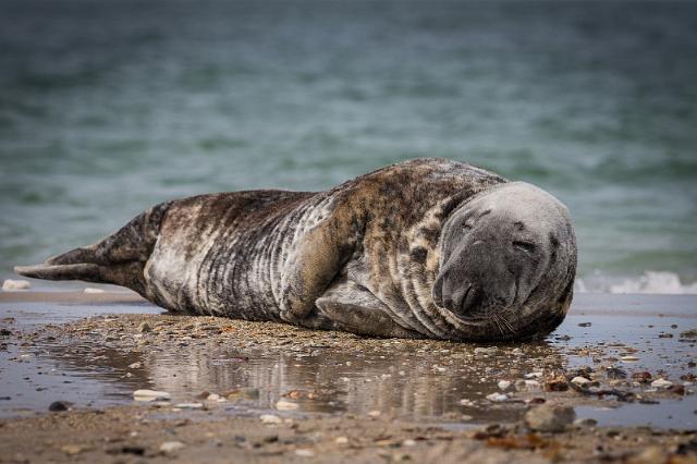 30 Dune, zeehond.jpg